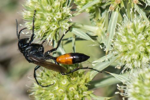 Podalonia affinis