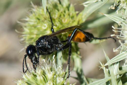 Podalonia affinis
