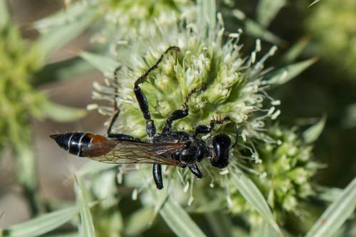 Prionyx kirbii