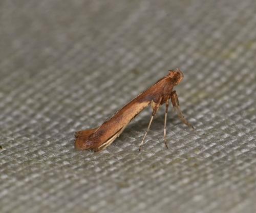 Caloptilia sp.