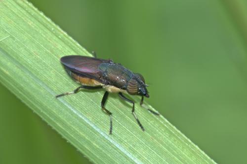 Rhinia sp.
