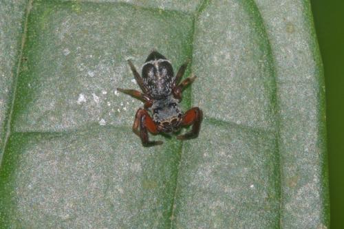 Plexippinae