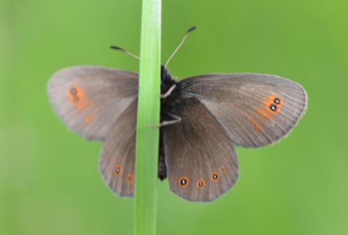 Réf. 243 020 : Erebia oeme