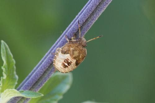 Peribalus strictus