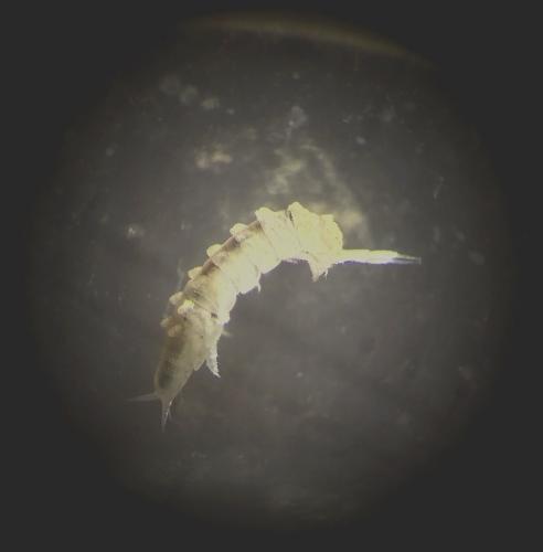 Finaloniscus franciscoloi