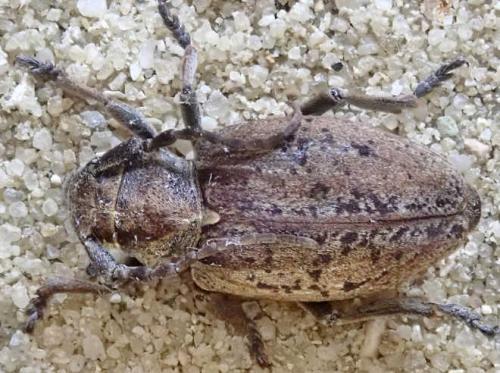 Réf. 243 672 : Neodorcadion virleti