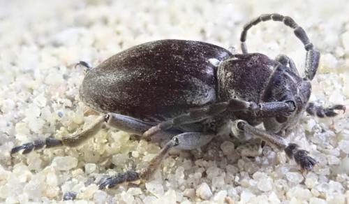 Neodorcadion virleti