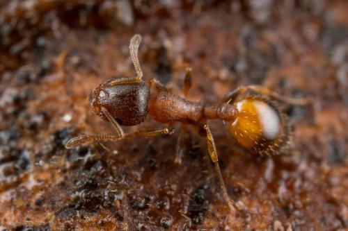 Réf. 243 748 : Temnothorax sp.
