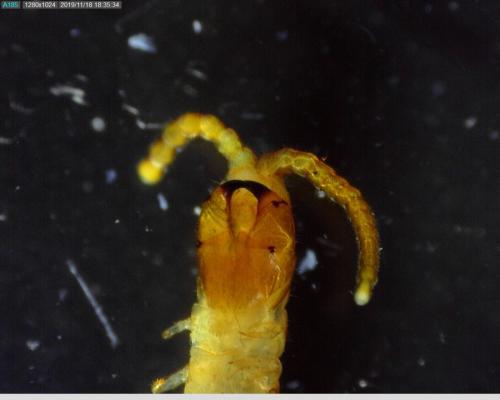 Geophilus carpophagus