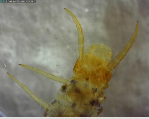 Réf. 243 603 : Geophilus carpophagus