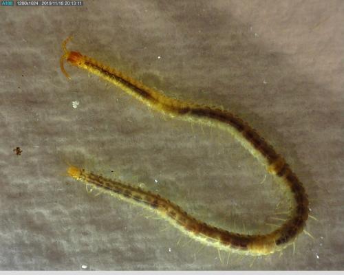 Geophilus carpophagus