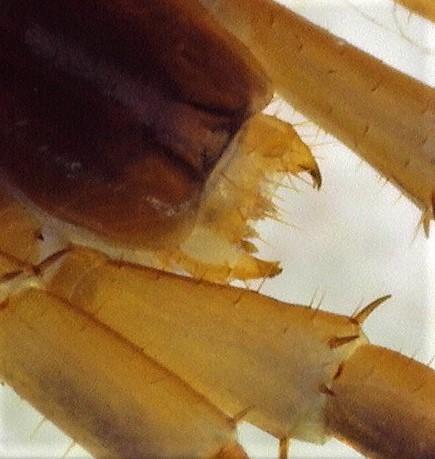 Réf. 243 045 : Lithobius melanops