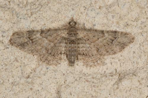 Réf. 243 556 : Gymnoscelis rufifasciata