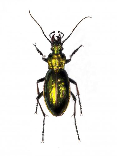 Réf. 243 246 : Carabus auronitens