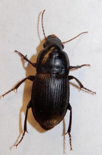 Réf. 243 446 : Harpalus dimidiatus