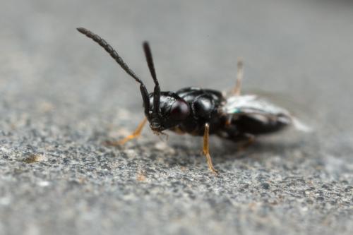 Megaspilinae