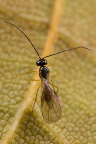 Réf. 243 799 : Opiinae inconnu