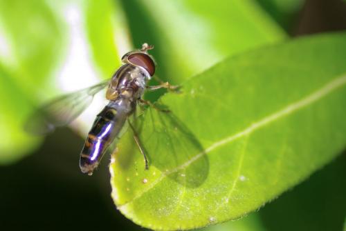 Episyrphus balteatus