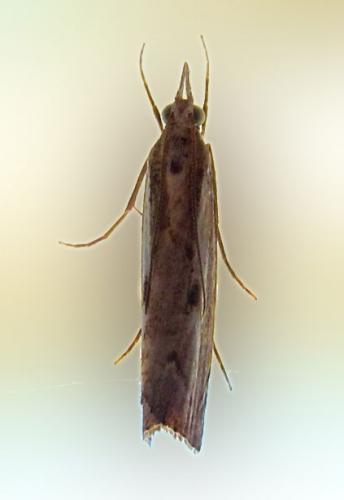 Agriphila geniculea