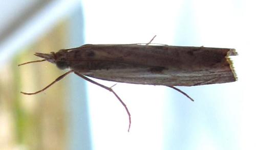 Agriphila geniculea