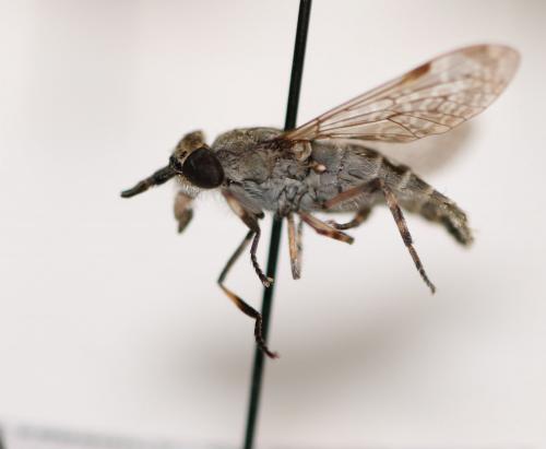 Réf. 243 150 : Haematopota scutellata