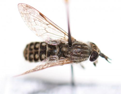 Haematopota scutellata