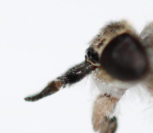 Haematopota scutellata