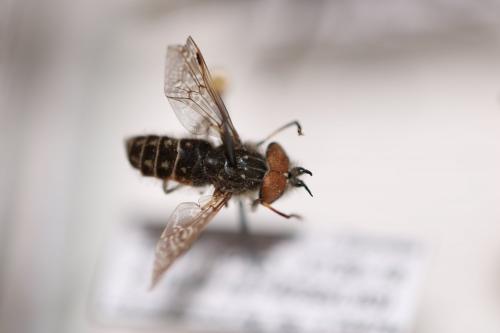 Haematopota sp.