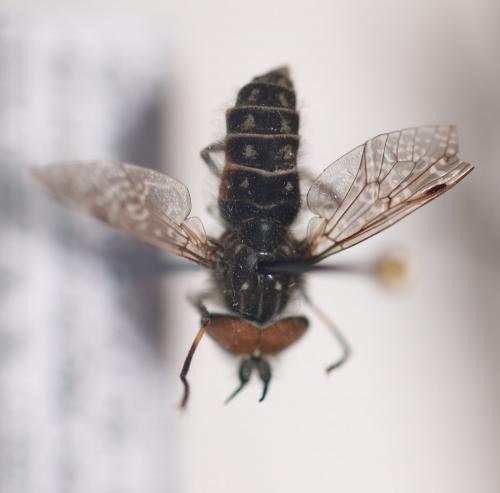 Haematopota sp.