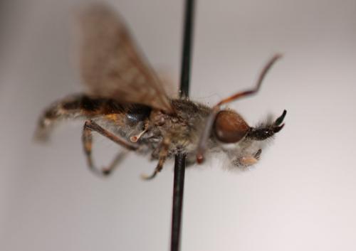 Haematopota sp.