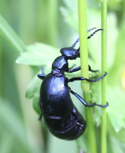 Réf. 243 769 : Meloe violaceus