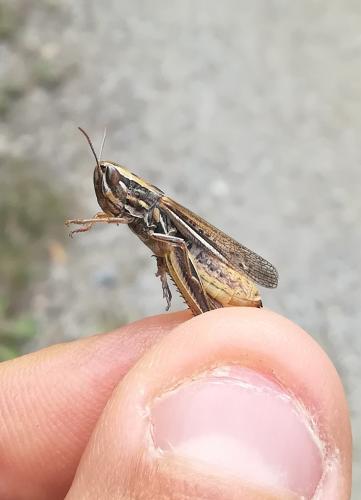 Euchorthippus declivus