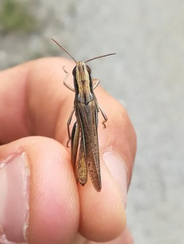 Euchorthippus declivus