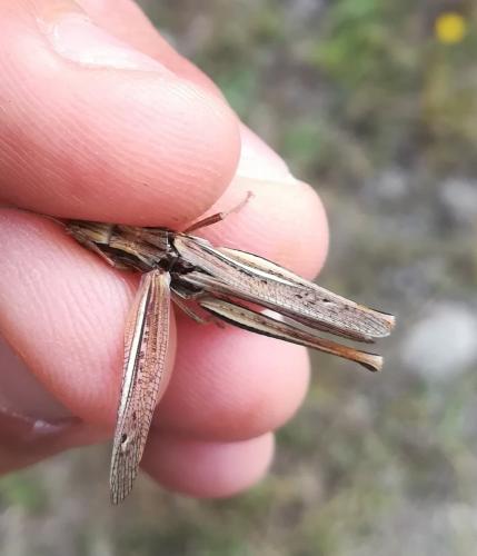 Euchorthippus declivus