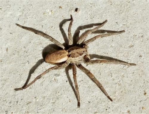 Hogna radiata