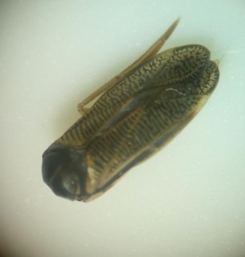 Sigara sp.
