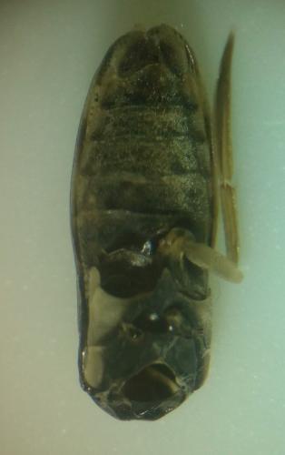 Sigara sp.