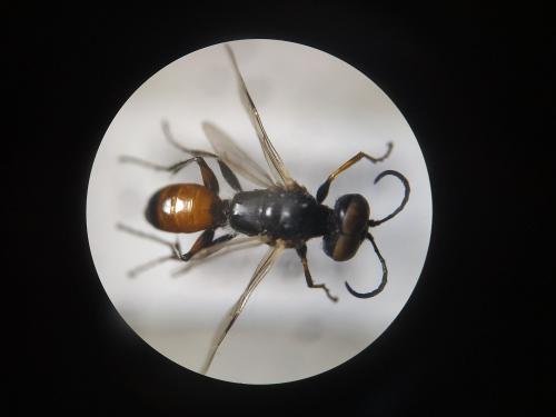 Réf. 243 277 : Dryudella esterinae