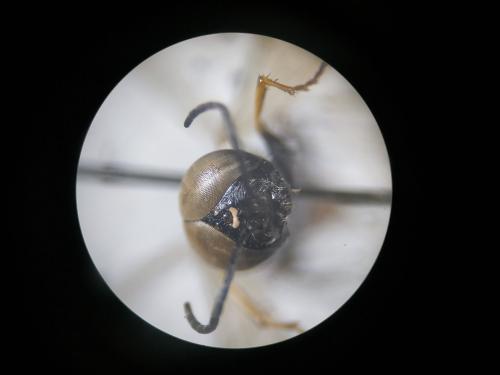 Réf. 243 278 : Dryudella esterinae