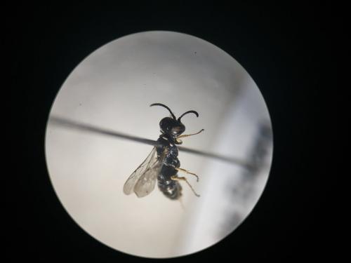 Réf. 243 392 : Solierella seabrai
