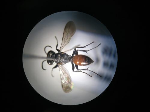 Réf. 243 476 : Miscophus bicolor