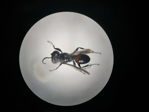 Miscophus concolor