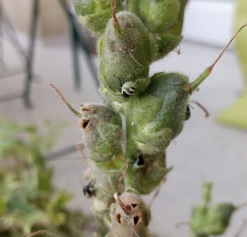 Palomena prasina