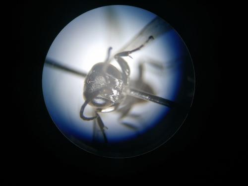Miscophus bicolor
