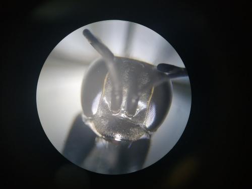 Réf. 243 617 : Anospilus orbitalis