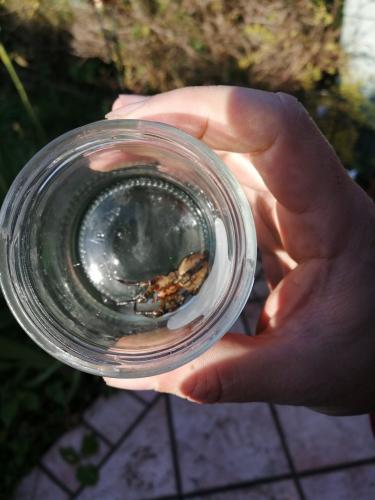 Zoropsis spinimana