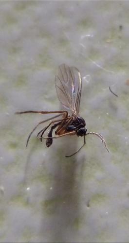 Bradysia sp.