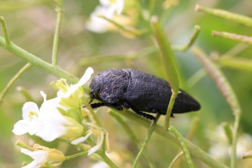 Réf. 243 447 : Capnodis tenebrionis