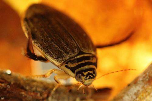 Réf. 243 410 : Acilius sulcatus