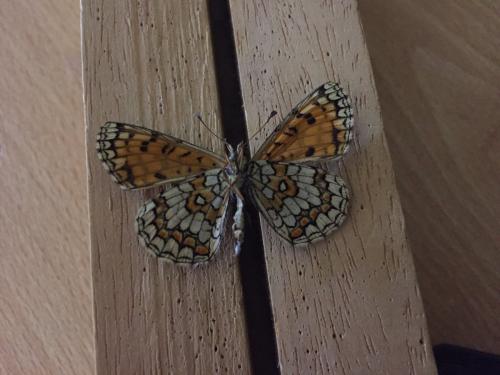 Melitaea sp.